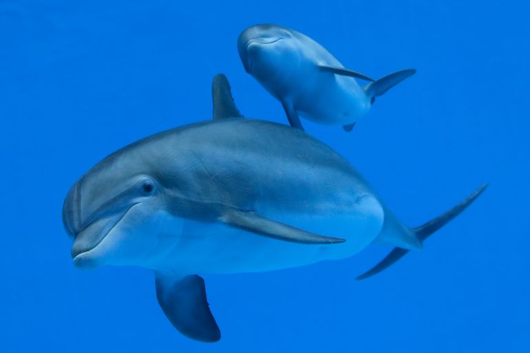 Two dolphins swimming, one looking at the camera