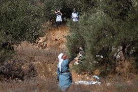 Olive harvest in West Bank