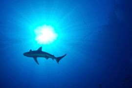 The Red Sea is a popular tourist destination, where sharks are common but rarely attack people who swim within authorised areas [File: Wyland/ NOAA via AP]