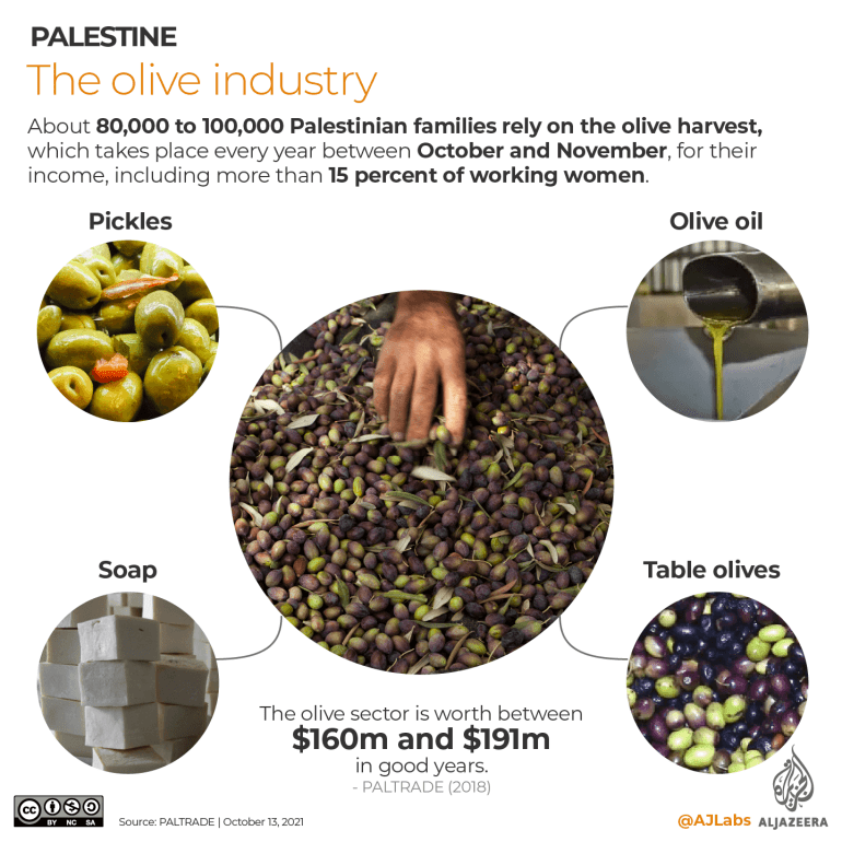 INTERACTIVE- 1 Olive harvest industry