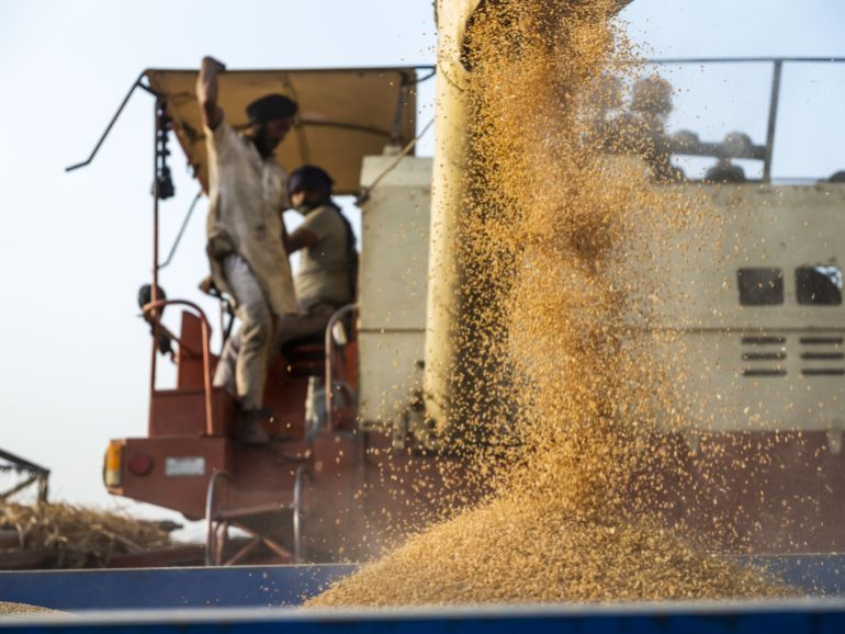 Farmhands observe wheat grain falling from a combine harvester into a truck during the harvesting of a field in the Panipat district of Haryana, India