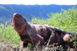 A pink iguana from Isabela island in the Galapagos