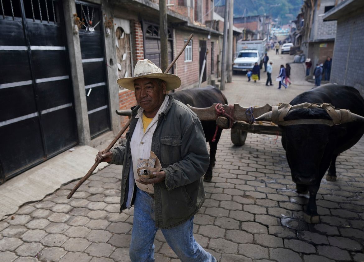 A farmer drives his oxen through the streets of the Puerpecha Indigenous community of Comachuen, Mexico