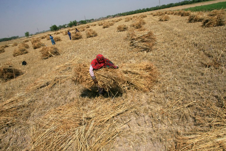 A woman carries newly harvested wheat at a field on the outskirts of Lahore, Pakistan