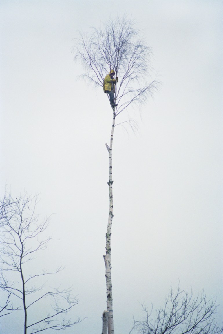 In 1996 a woman called Cake climbed Silver Birch to prvent it from being toppled