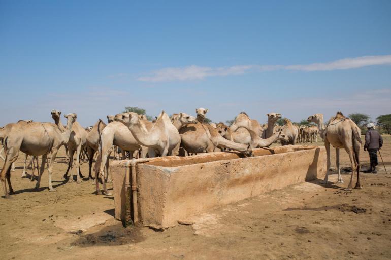 Camels at a drinking trough, Puntland, Somalia
