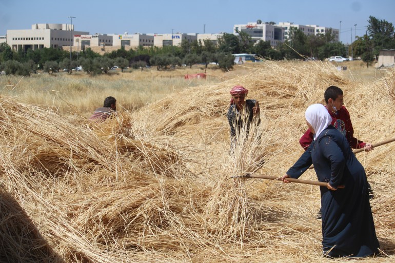 Jordanians harvest wheat they planted, enough to provide their bread needs for a year 