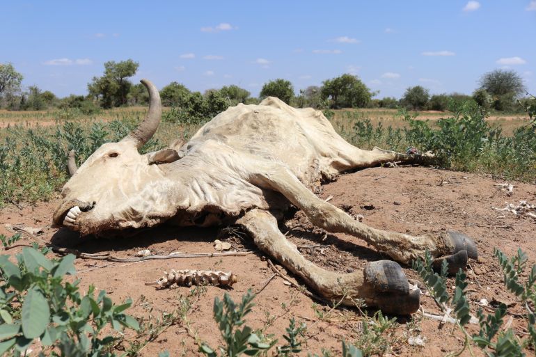 The carcass of a dead cow lies in the drought-affected village of Dhoobley near Somalia's Kismayo town in Jubaland state.