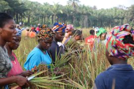 Women farmers looking at their rice crop in Matagelema, Sierra Leone