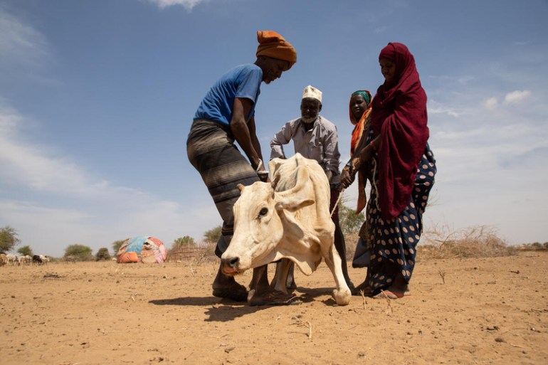 People trying help a cow with a very a poor body condition due to the drought situation in the Adadle district, Biyolow Kebele in Somali region of Ethiopia.