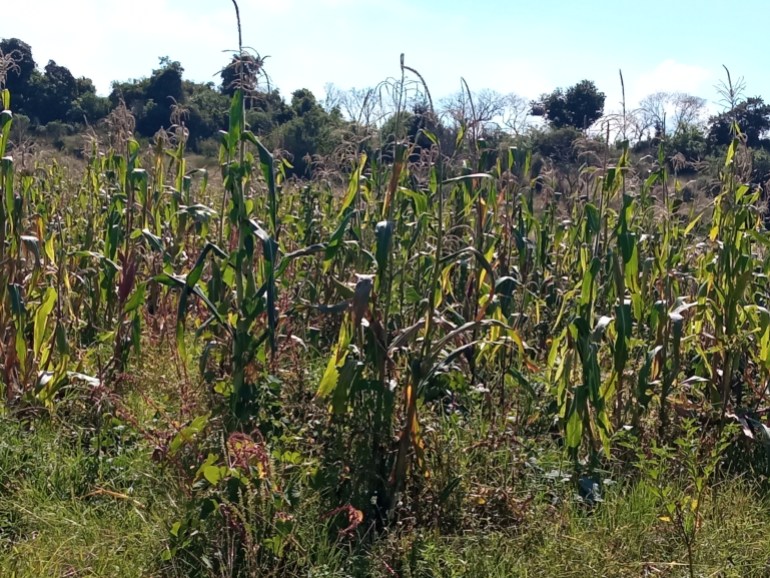 Non GM corn grows in a field in Pátzcuaro, Michoacán, Mexico 