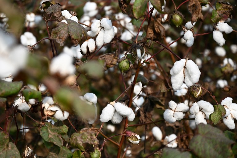 Cotton plants at the Bangladesh Cotton Development Farm
