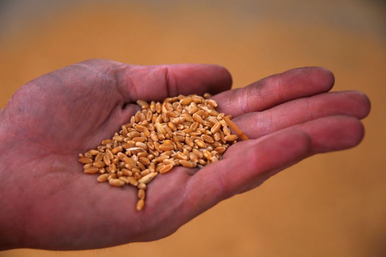 man holds wheat grains