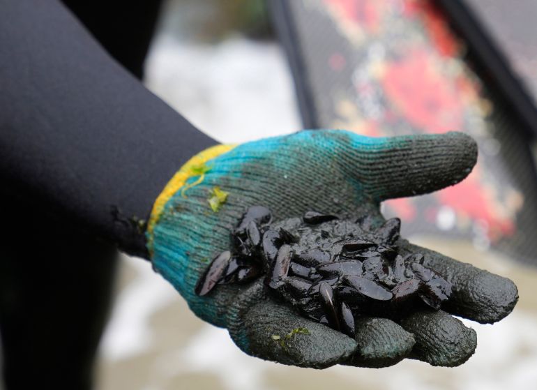 Mollusks coated in oil waste