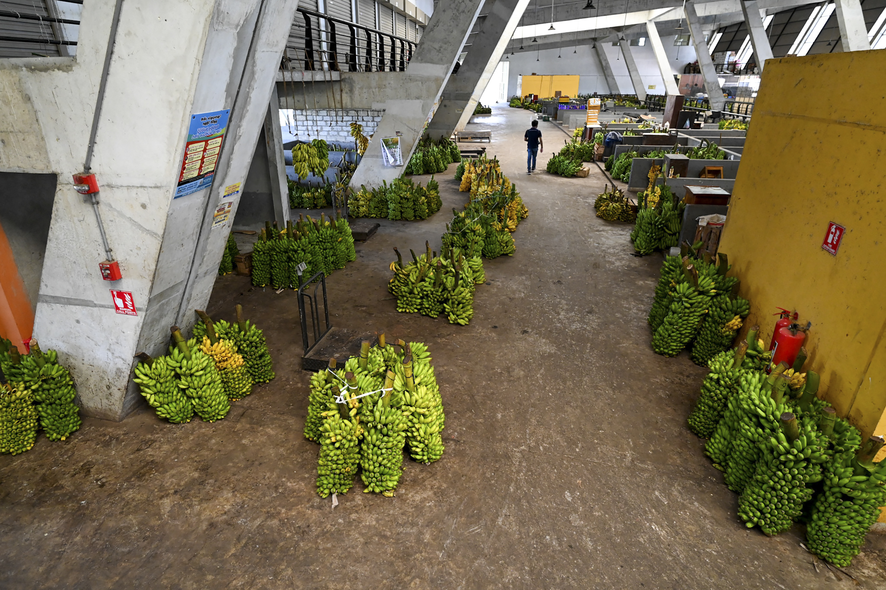 Stalks of bananas are seen at the deserted Manin market