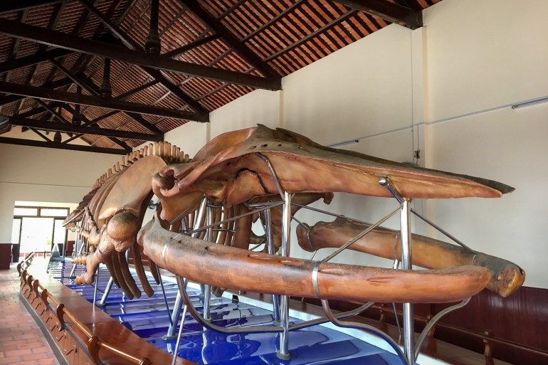 A photo of a large whale skeleton.