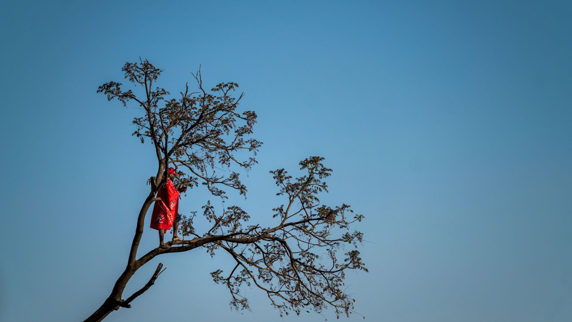 A photo of a person wearing red standing on top of a tree.