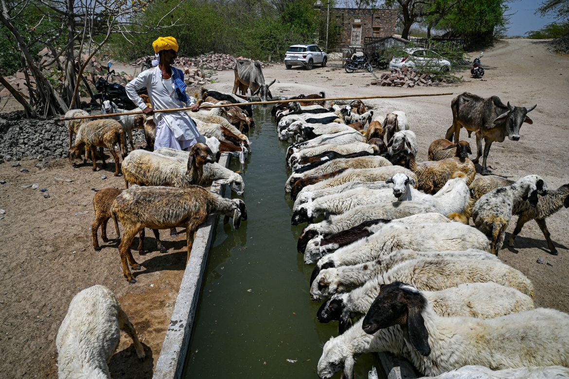A herder stands next to a flock of sheep at a community water tank built for animals on a hot summer day at Bandai village in Pali district