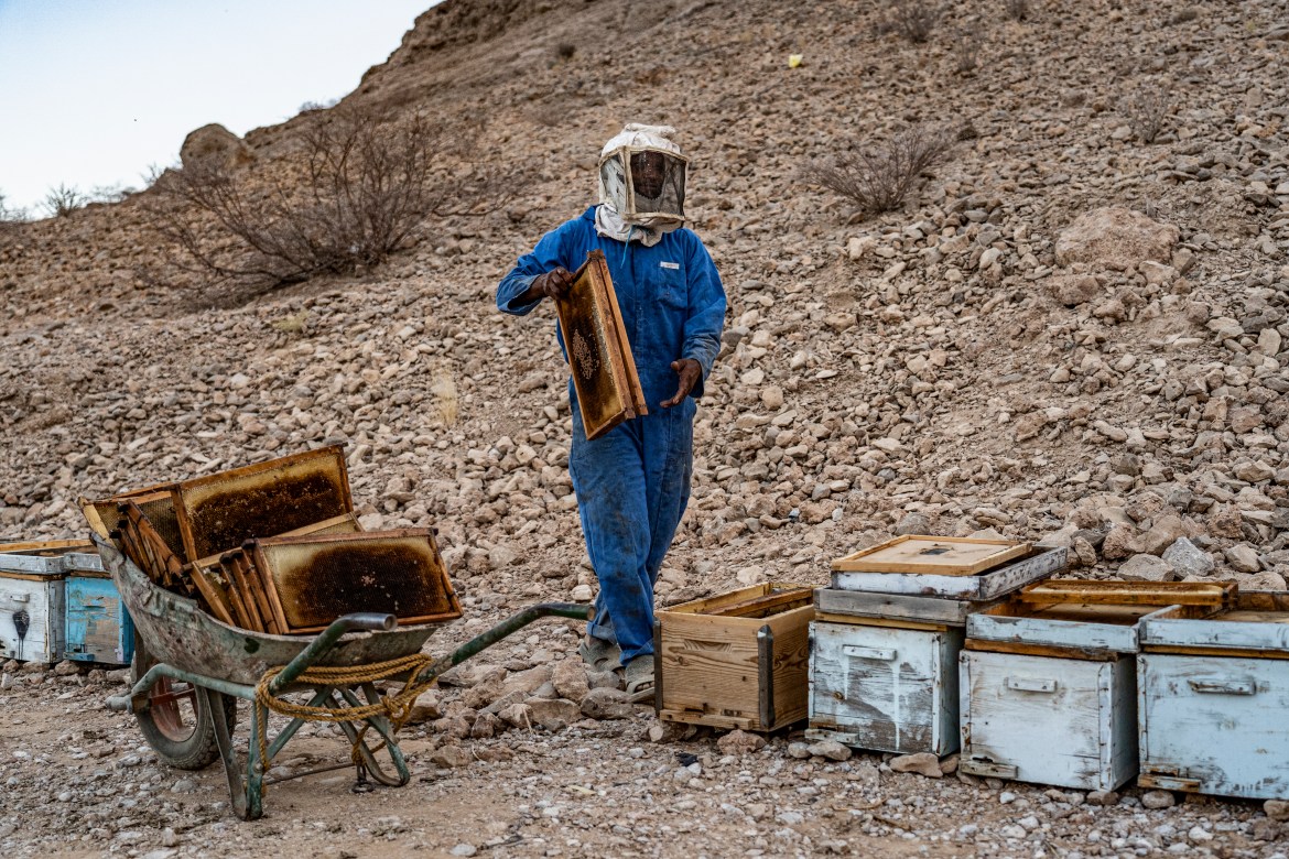 A beekeeper looks after his bees in Wadi Dawan, between Hajjrain and Sif.