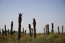 Dead palm trees inside Fouad Kadhim orchard in Seeba district, Basra, Iraq.