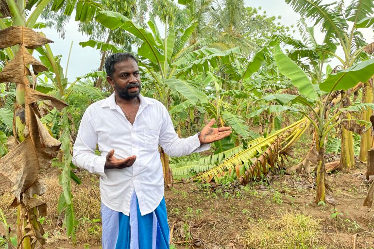 Mahinda Samarawickrema stands in a field of stunted banana trees in Walsapugala, Sri Lanka