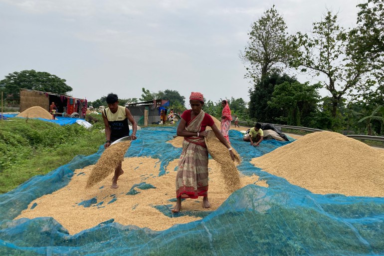 Villagers drying out their wet paddy on Asian Highway 1 in Morigaon district of Assam