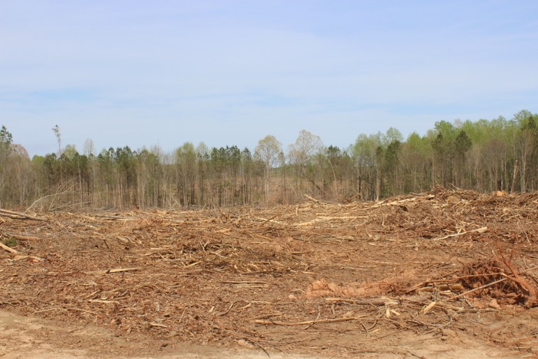 The remains of a clear cut forest nearby Northampton County, the US 