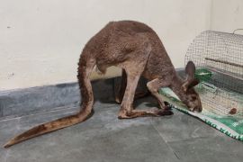 A rescued kangaroo eating food