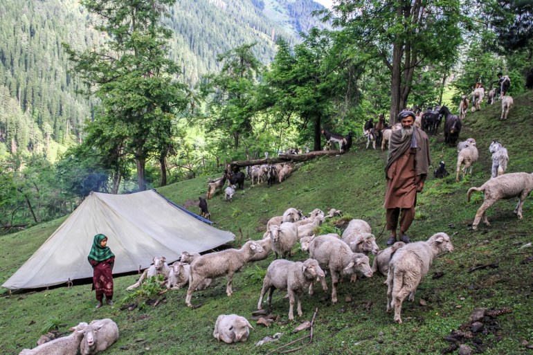 Abdul Razaq on a hillshide with his sheep, evergreen trees and the mountains in the background