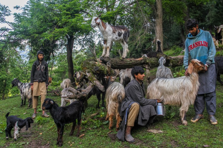 Juneed and Muzammil milking a goat. Around them are more goats climbing onto fallen trees and playing on the hillside