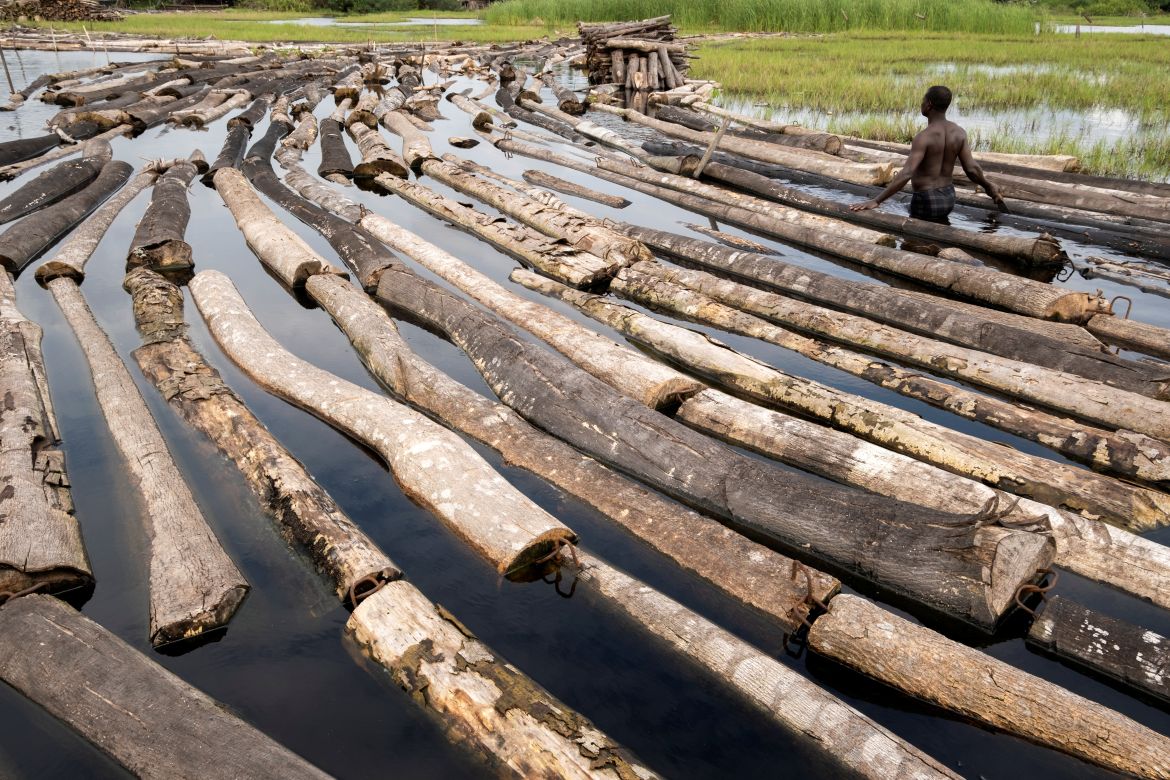 Logger, Komiyo Ikuejamoye, arranges logs on the river in Ipare, Ondo State, Nigeria