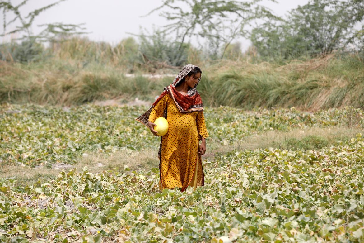 Heavily Pregnant, Sonari, collects muskmelons during a heatwave, at a farm on the outskirts of Jacobabad