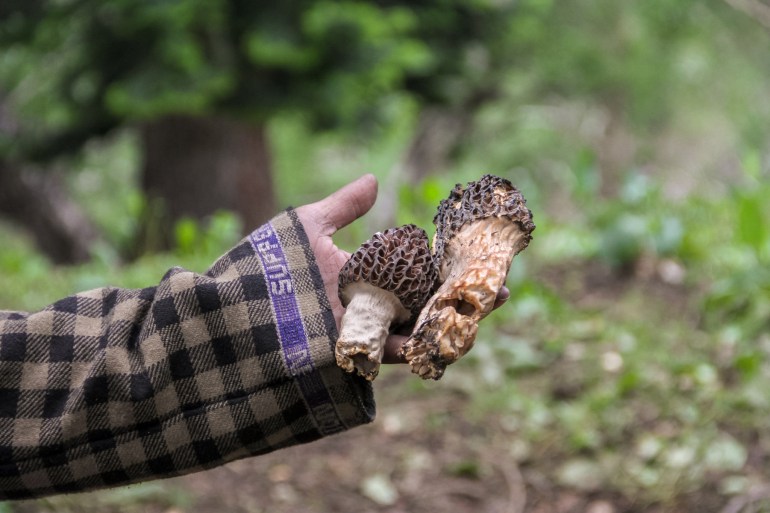 A hand holding two gucchi morels up. Forest is in the background