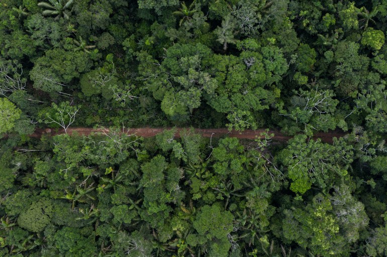 A road made by Indigenous farmers in the Amazon in Colombia