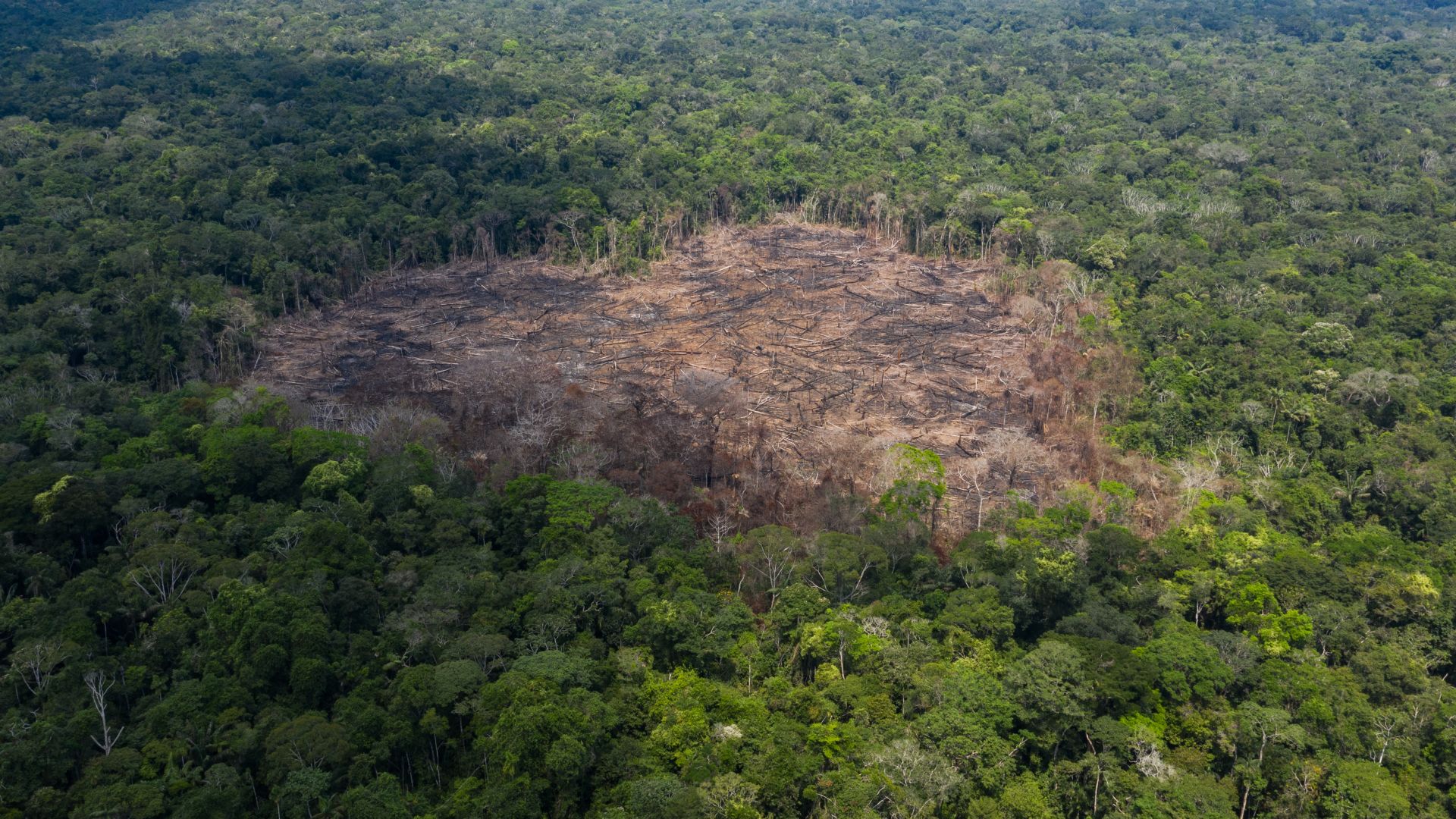 Deforestation in Chiribiquete national park, Colombia
