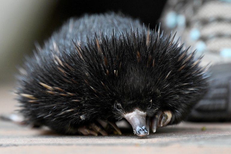 A baby echidna, known as a puggle.