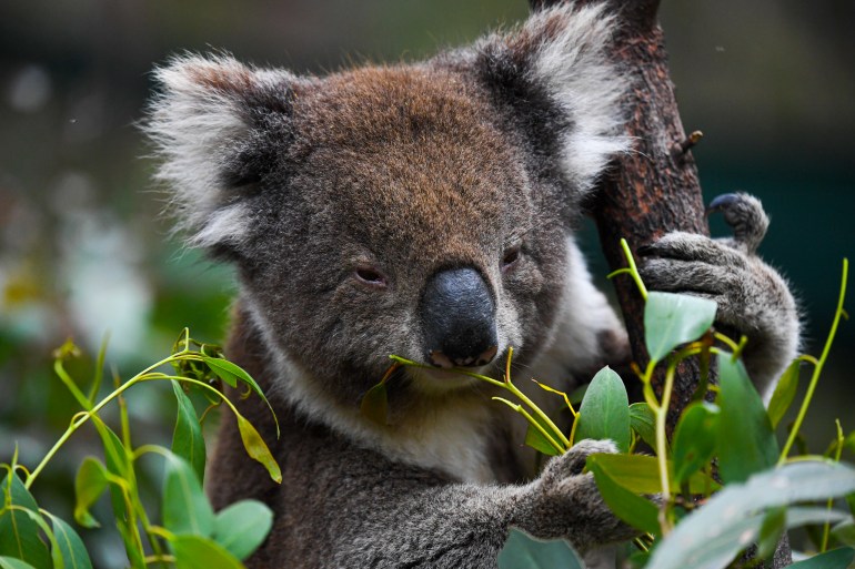 A koala chews on eucalyptus leaves.