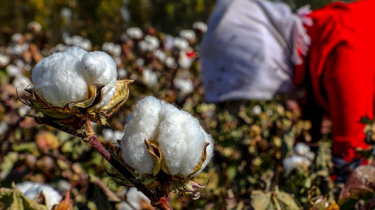 Xinjiang cotton