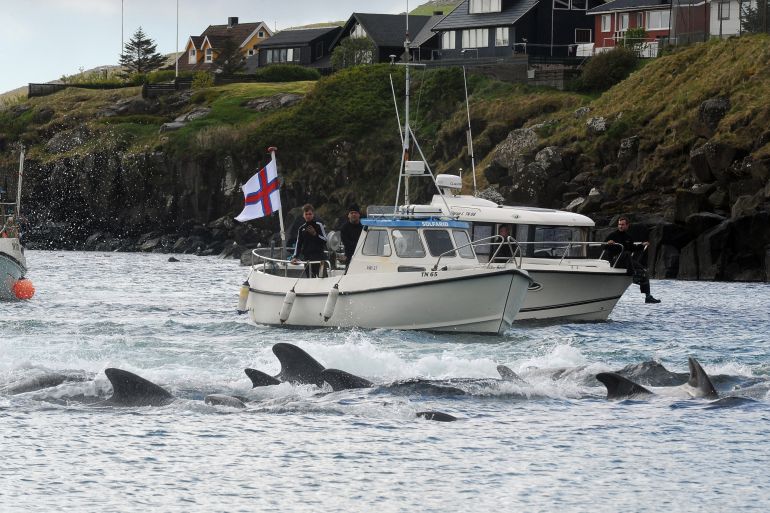 Fishermen on a boat drive pilot whales towards the shore during a hunt on May 29, 2019 in Torshavn, Faroe Islands [File: Andrija Ilic/ AFP]