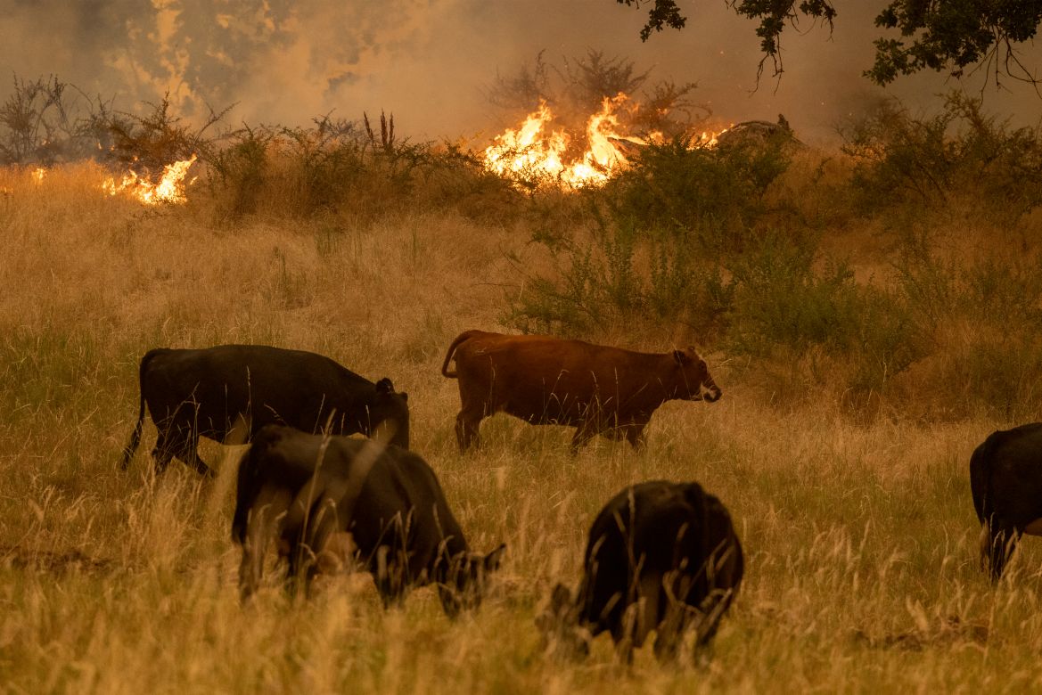Flames of the Oak Fire creep into a meadow where cattle are near Midpines
