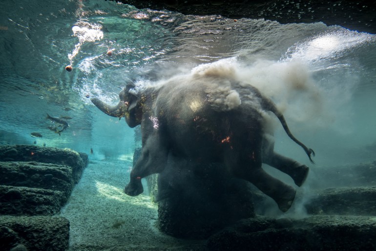 Asian elephant (Elephas maximus) Farha baths at Kaeng Krachan elephant park at Zurich zoo