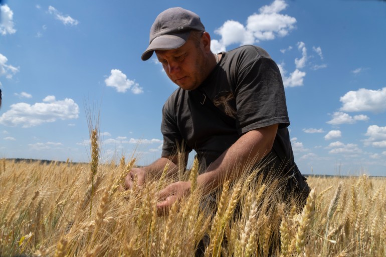 A farmer is seen checking a wheat field in southeastern Ukraine