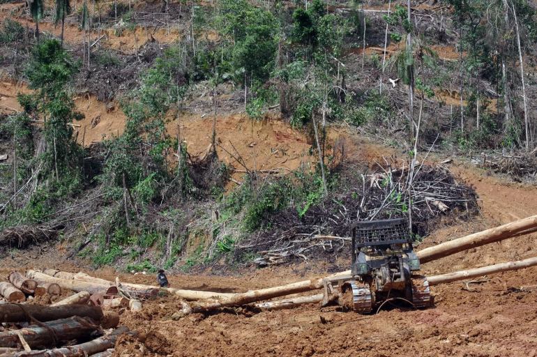 An excavator clearing natural growth forest in Kelantan to make way for a forest plantation
