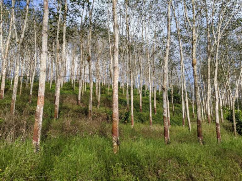 Orderly lines of rubber trees from a variety called Timber Latex Clone, which make up more than half of the forest plantation sites in Peninsular Malaysia.