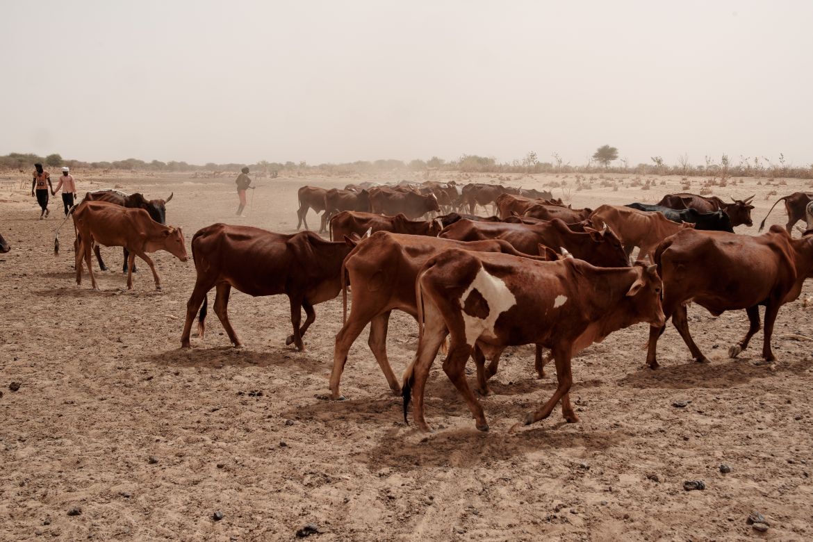 A herder moves his flock of cattle across a dry river bed near Lemghaysse village