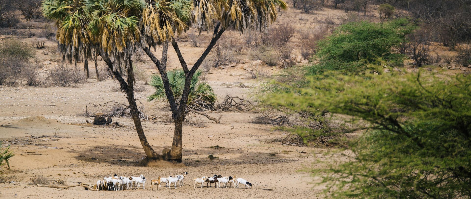 Goats at the Gue watering hole in Kenya