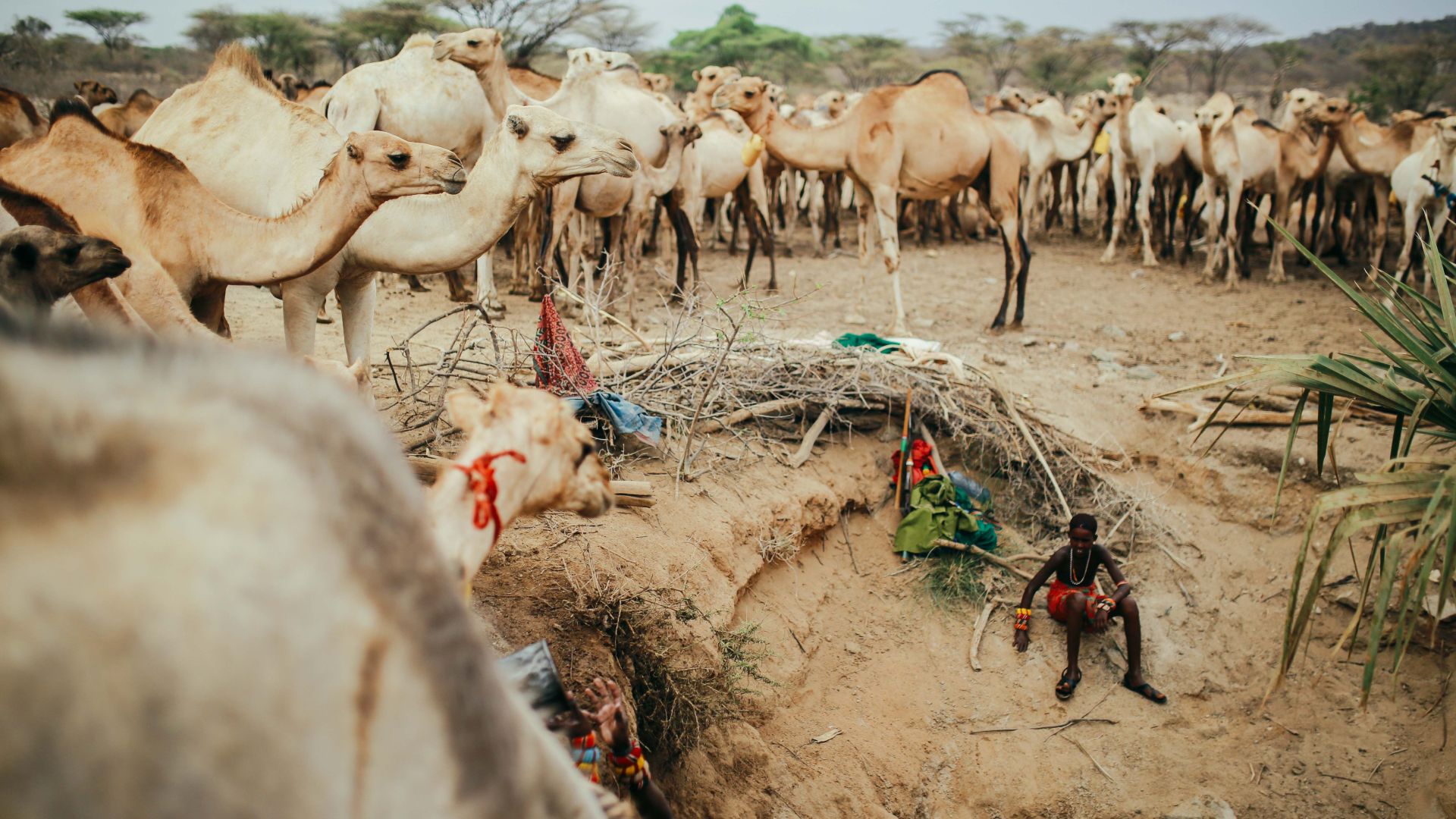 Camels rest and drink at a watering hole in Kenya