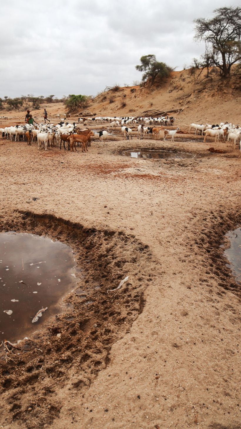 Two small watering holes are drying up as animals and herders wander around