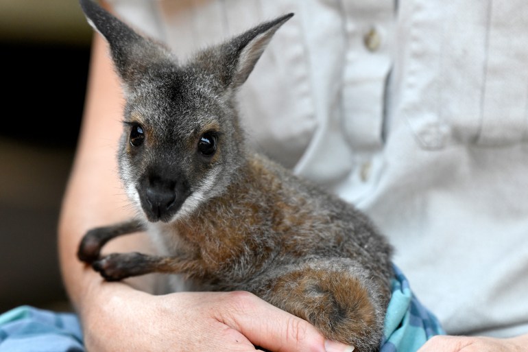 A wallaby rests its paws on the arm of a keeper at Taronga Zoo in Sydney where it was taken after the bushfires.