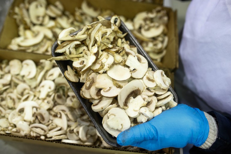 A worker packages mushrooms at a Canadian farm